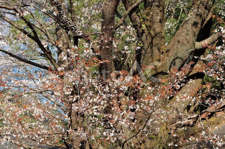 山桜の大木 山桜,ヤマザクラ,桜の写真素材