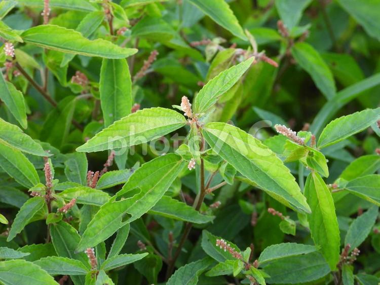 エノキグサの花 エノキグサ,トウダイグサ科,雑草の写真素材