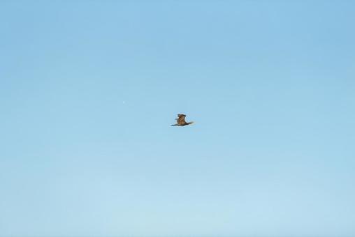 大空を優雅に舞うカワウ 大空を優雅に舞うカワウ カワウ,鵜,水鳥の写真素材