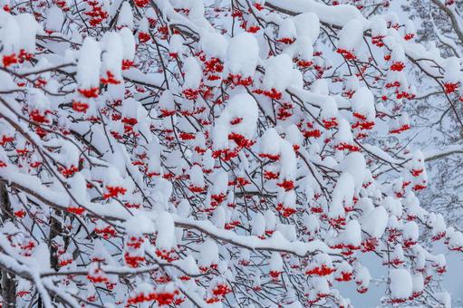 雪の帽子を深く被り鮮やかに実るナナカマド ナナカマド,赤い実,積雪の写真素材