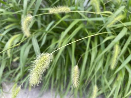 Photo, green, weed, road, 