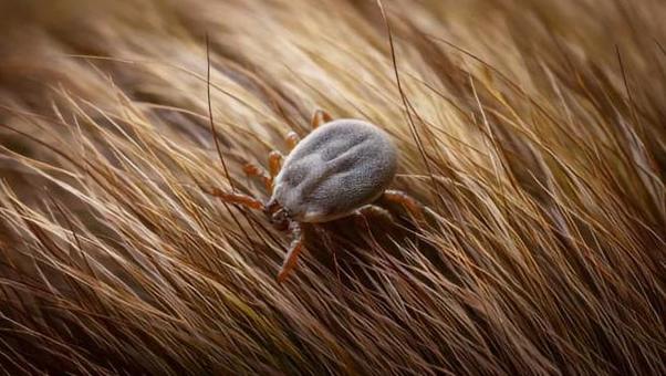 ダニ ダニの写真