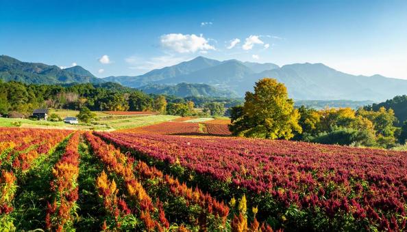 秋の花　ケイトウ　9月　10月の写真