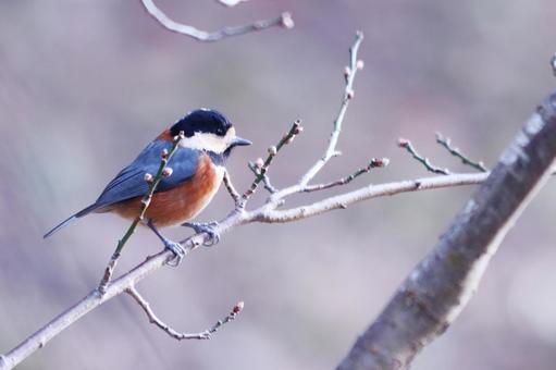 梅のつぼみとアップで撮ったヤマガラ 梅のつぼみとアップで撮ったヤマガラ 鳥,ヤマガラ,自然の写真素材