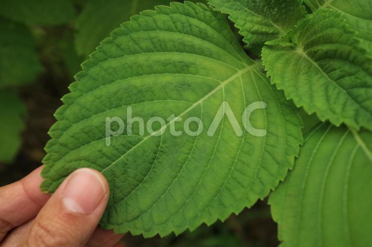 エゴマの葉２ 健康,植物,緑の写真素材