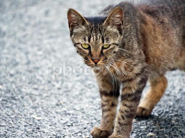 ネコ　野良猫　ねこ　猫 ネコ,ねこ,猫の写真素材