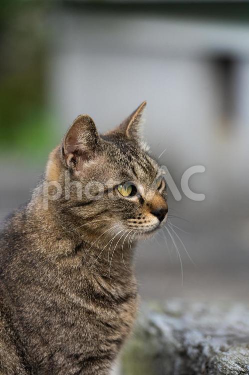 【動物】野良猫・キジトラ・猫【環境問題】 猫,動物,野良猫の写真素材