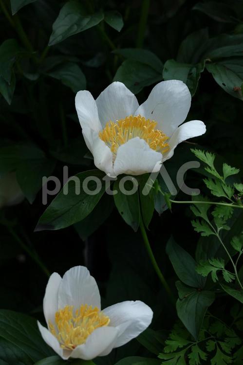 和風美人の立ち姿 シャクヤク,ピオニー,花の写真素材