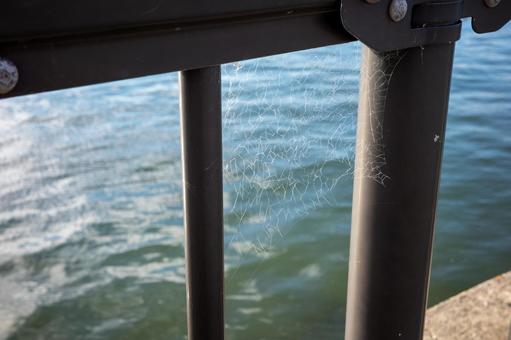 蜘蛛の巣の写真