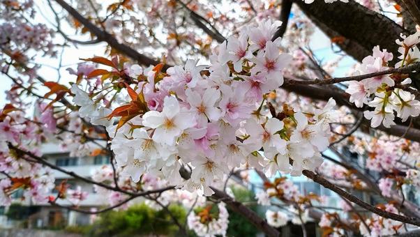 桜の写真