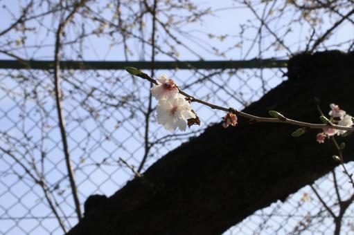 桜 子福桜 桜 子福桜の写真