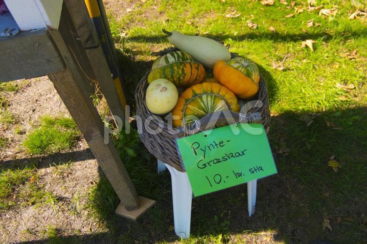 北欧の無人かぼちゃ売り場 カボチャ,変わったカボチャ,飾りカボチャの写真素材