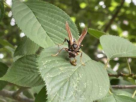 Photo, asianigakubi, a hornet, bee, 