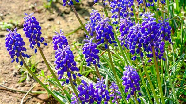 ムスカリの花 ムスカリの花の写真