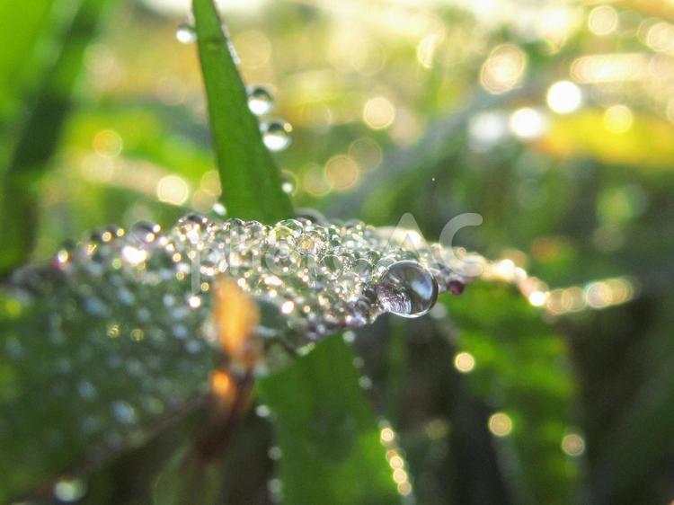 水滴と緑の葉（Water drop） 水滴,雫,すいてきの写真素材