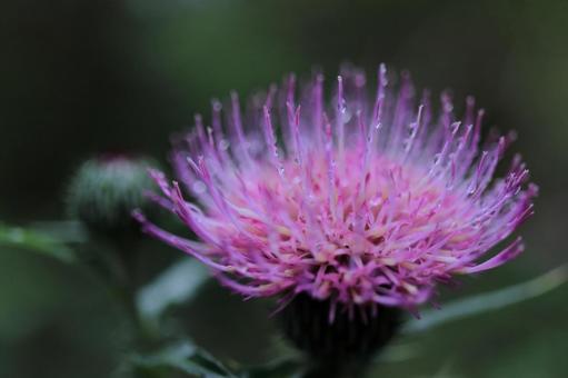 Thistle-3, JPG Thistle-3, JPG
