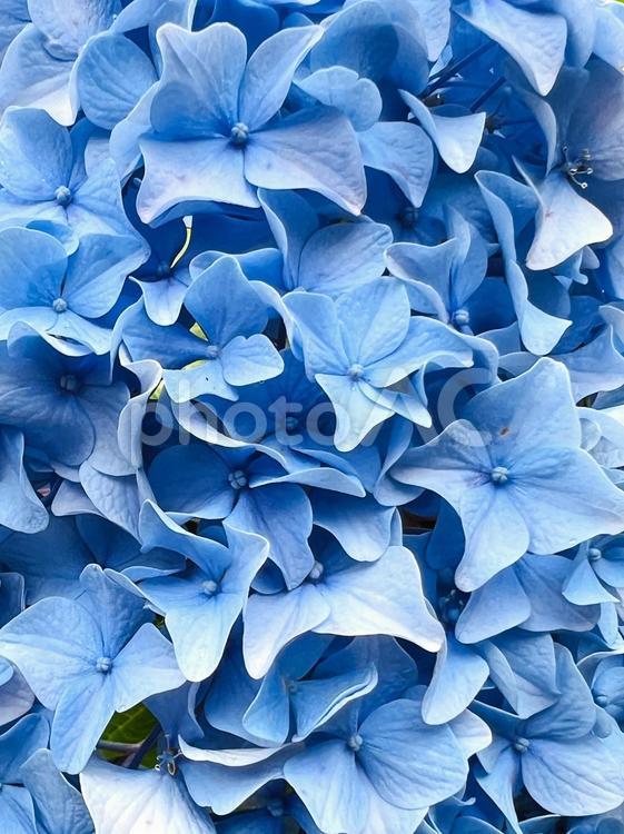 御池ブルー あじさい,御池ブルー,花の写真素材