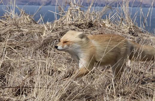 キタキツネ キタキツネ きつね,きたきつね,北海道の写真素材
