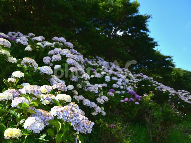 アジサイ アジサイ,紫陽花,花の写真素材