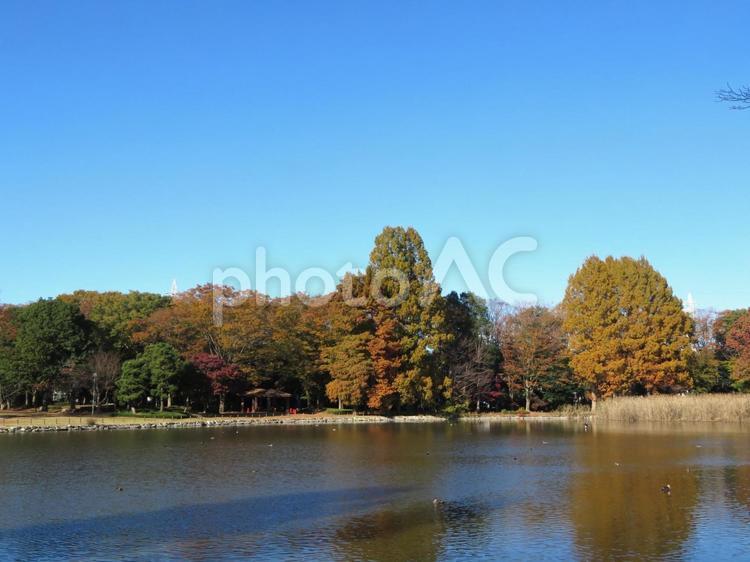 つくば市洞峰公園（秋） 洞峰公園,洞峰沼,自然の写真素材