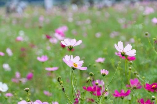 秋の花畑に咲くコスモス 秋の花畑に咲くコスモス コスモス,花畑,秋の写真素材