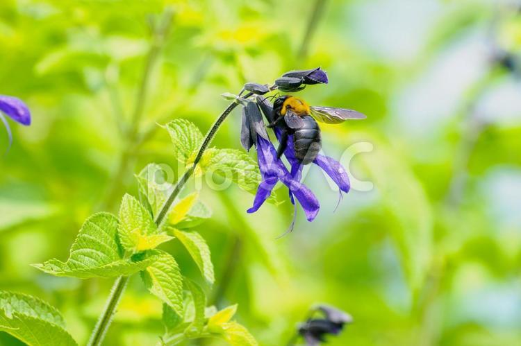 メドセージとクマバチ⑴ 花,蜂,サルビア・ガラニチカの写真素材