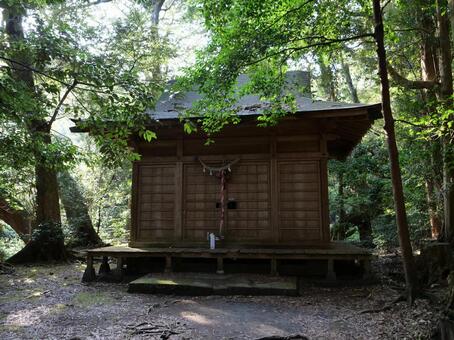 伊豆大島　波治加麻神社 波治加麻神社,森,神秘的の写真素材