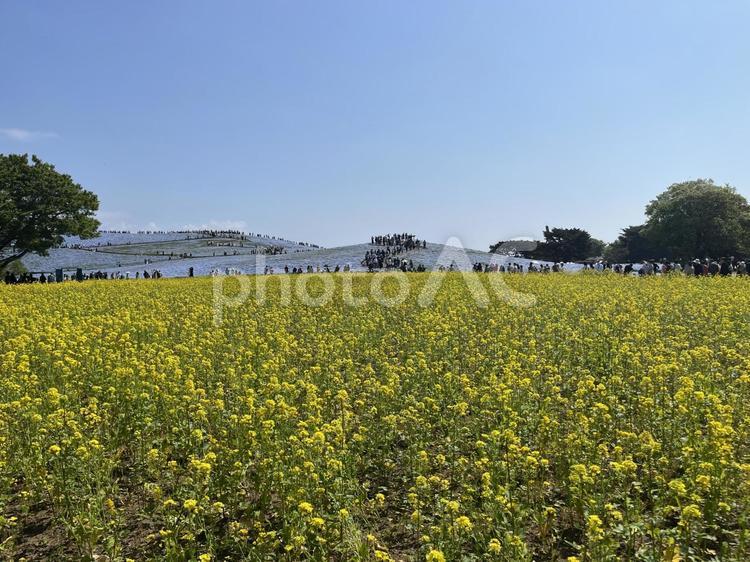 菜の花とネモフィラの花畑 菜の花,ネモフィラ,青の写真素材