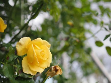 バラ園に咲く黄色い薔薇を撮りました 花,薔薇,自然の写真素材