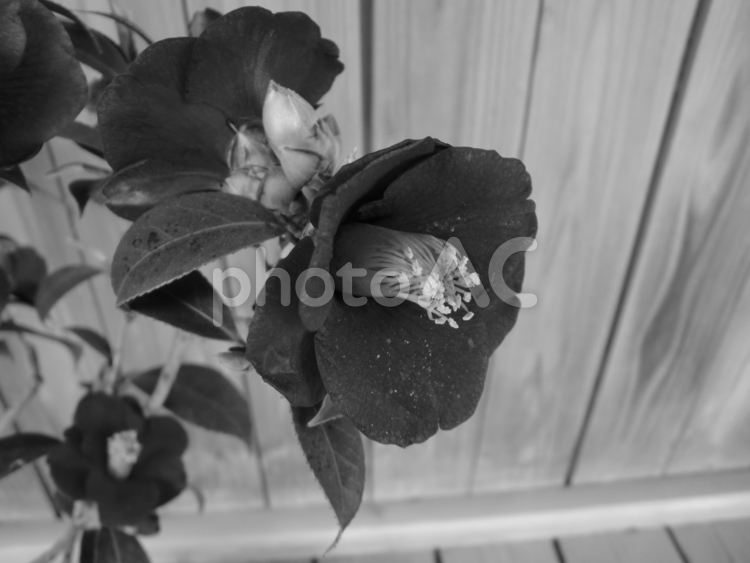 モノクロ写真のツバキの花 ツバキ,花,春の写真素材