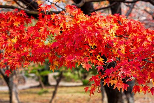 秋晴れの紅葉 秋晴れの紅葉 紅葉,赤い葉,秋の葉の写真素材