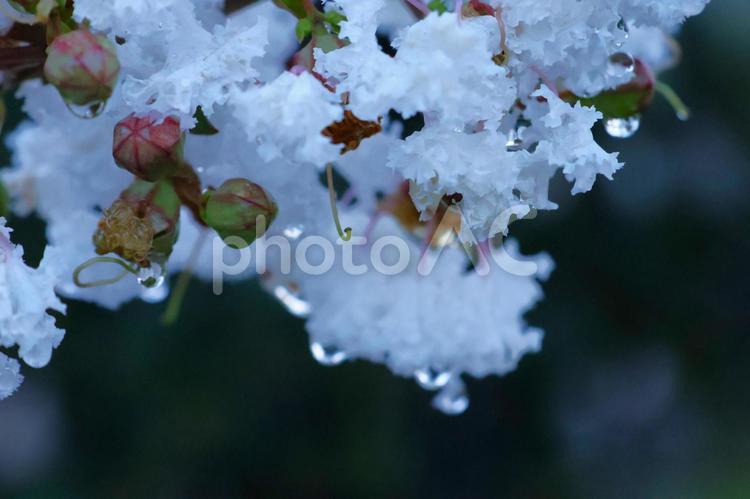 ８月中旬の早朝の庭の雨上がりの白い百日紅 背景,雨上がり,水滴の写真素材