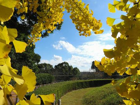 秋の公園の風景 秋の公園の風景の写真