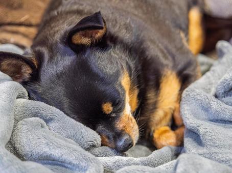 ソファに座る犬(チワワ・ミニピン) ソファに座る犬(チワワ・ミニピン)の写真