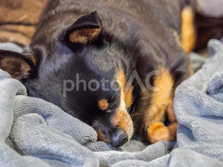 ソファに座る犬（チワワ・ミニピン） 犬,わんこ,ペットの写真素材