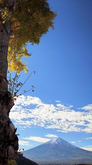 黄葉した銀杏の木と冠雪した富士山 富士山,銀杏,冠雪の写真素材