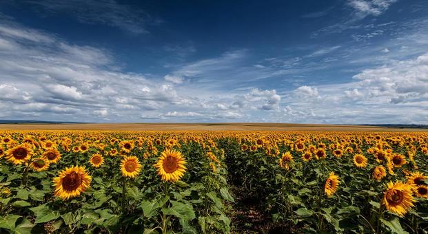青空の下に広がる広大なひまわり畑 青空の下に広がる広大なひまわり畑の写真