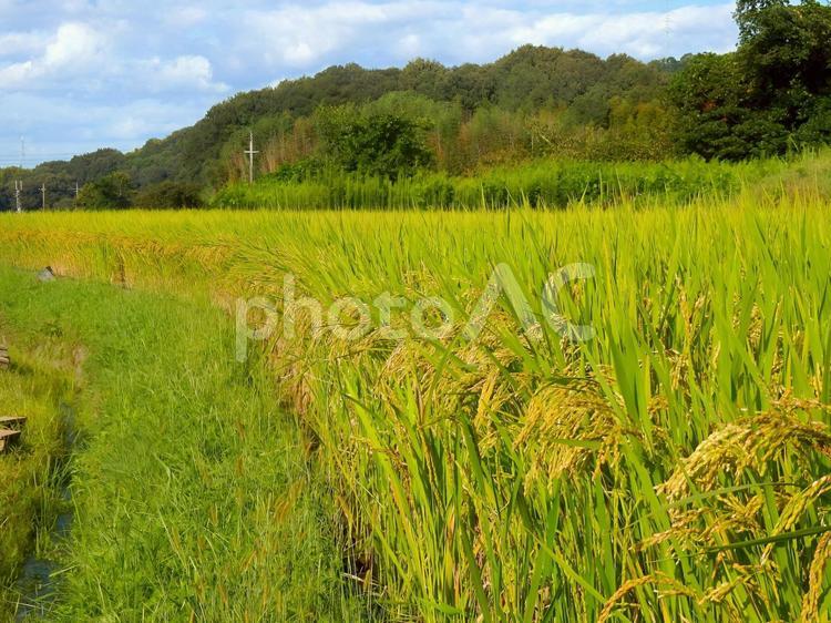 【風景写真】実りの秋 風景,自然,景色の写真素材