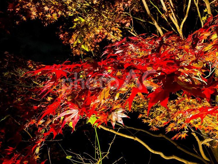 夜の北野天満宮の紅葉 夜,京都,北野天満宮の写真素材