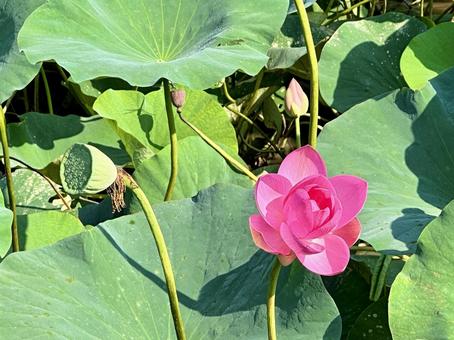 蓮の花 蓮の花の写真