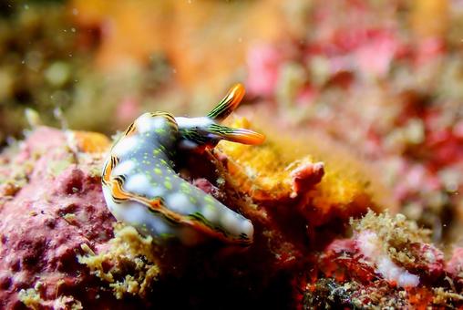 三浦 ハナミドリガイ 三浦 ハナミドリガイの写真