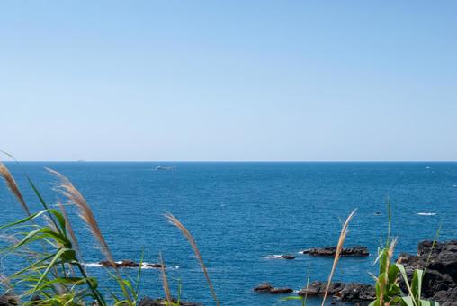 水平線と植物 水平線と植物の写真