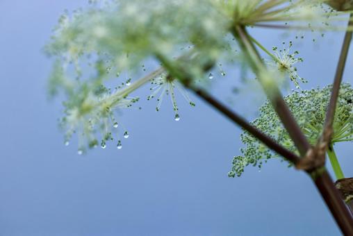 高山植物 高山植物 高山植物,燕岳,花の写真素材