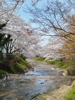Cherry blossoms by the river, JPG