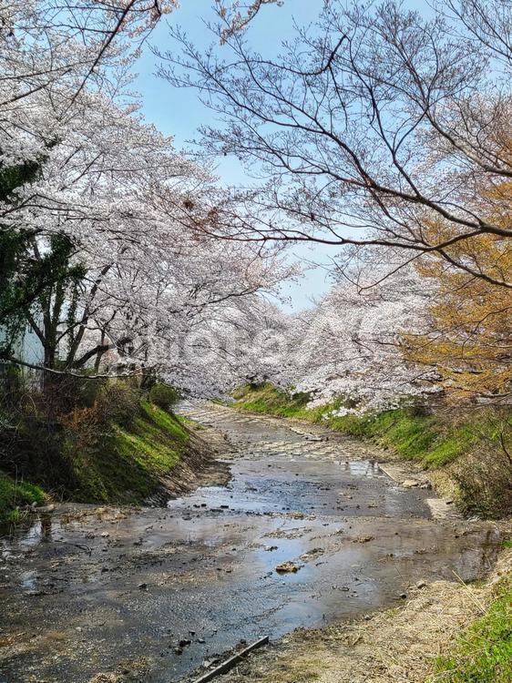 桜の川辺にて 桜の回廊,春の記憶,桜の写真素材