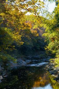 紅葉に染まる渓谷 風景,自然,秋の写真素材