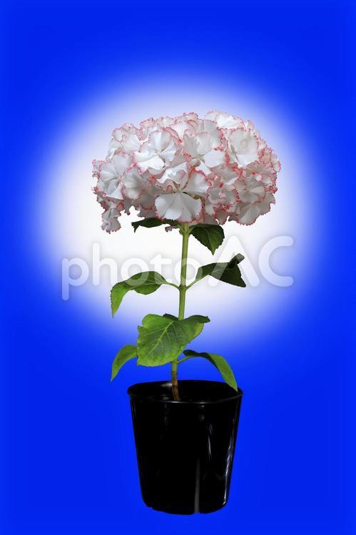 アジサイの鉢植え あじさい,アジサイ,紫陽花の写真素材