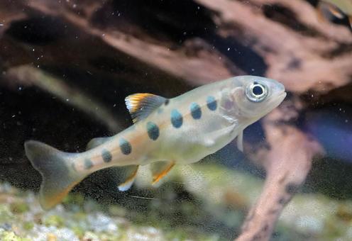 ヤマメの幼魚 ヤマメ,山女,山女魚の写真素材