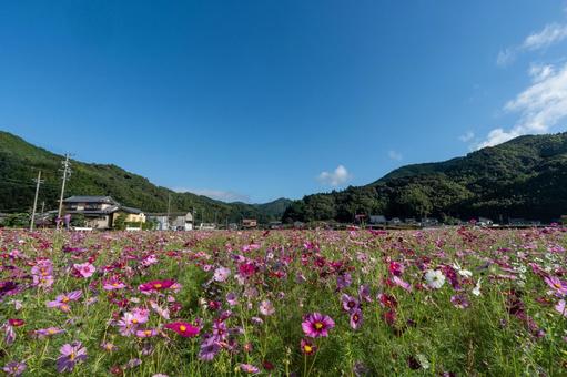 踊るように咲くコスモス コスモス,観光,田舎の写真素材