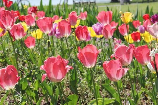 チューリップ・Tulips チューリップ・Tulipsの写真